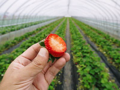 完熟紅ほっぺ　減農薬、美味しさにこだわった朝摘み完熟イチゴ！好評発売中!! _a0254656_18534228.jpg