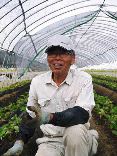 完熟紅ほっぺ 減農薬、美味しさにこだわった朝摘み完熟イチゴ!好評発売中!! _a0254656_189549.jpg