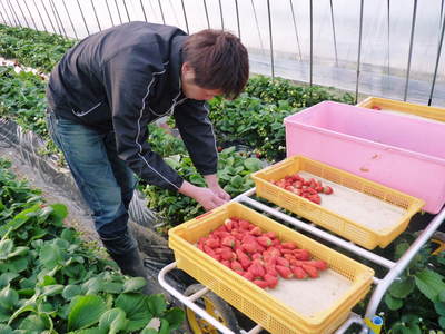 完熟紅ほっぺ　減農薬、美味しさにこだわった朝摘み完熟イチゴ！好評発売中!! _a0254656_1905764.jpg