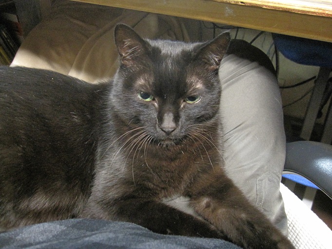 猫アレコレ_b0019674_23294440.jpg