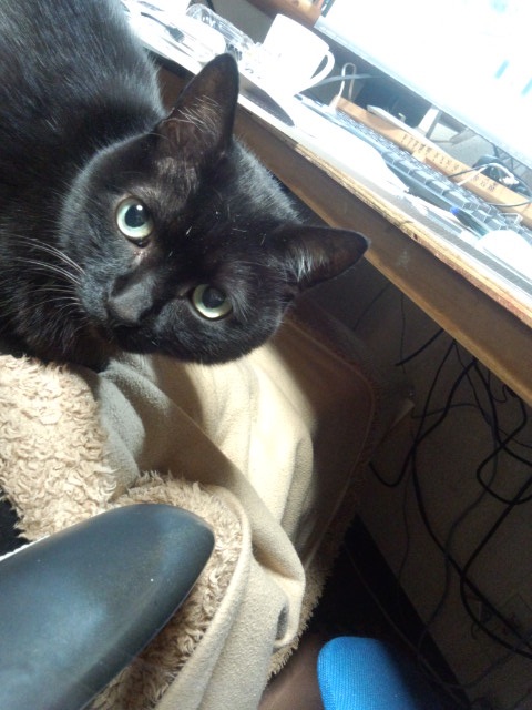 猫アレコレ_b0019674_23525822.jpg