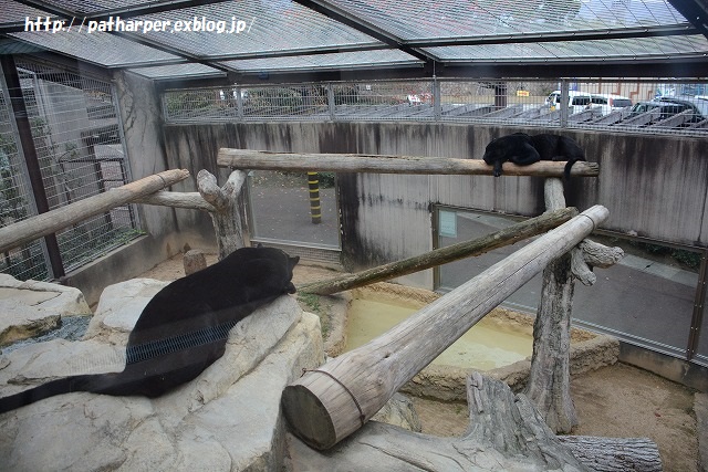 ２０１５年１１月　王子動物園２　その１　初めましてティアラ_a0052986_22403596.jpg