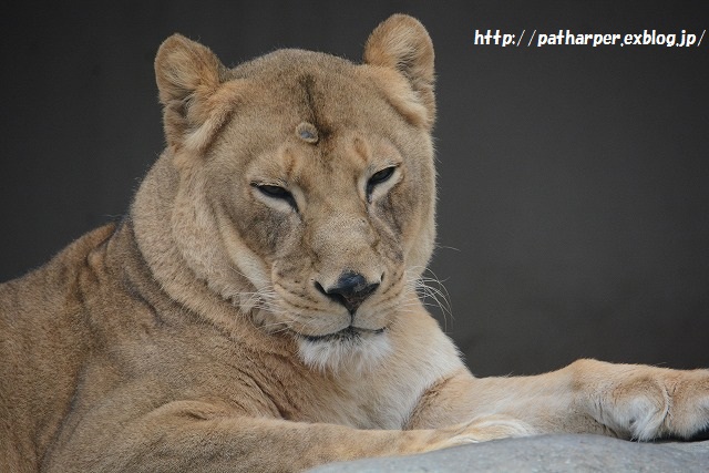 ２０１５年１１月　王子動物園２　その１　初めましてティアラ_a0052986_22423919.jpg