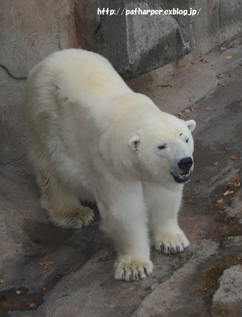 ２０１５年１１月　王子動物園２　その１　初めましてティアラ_a0052986_22525085.jpg