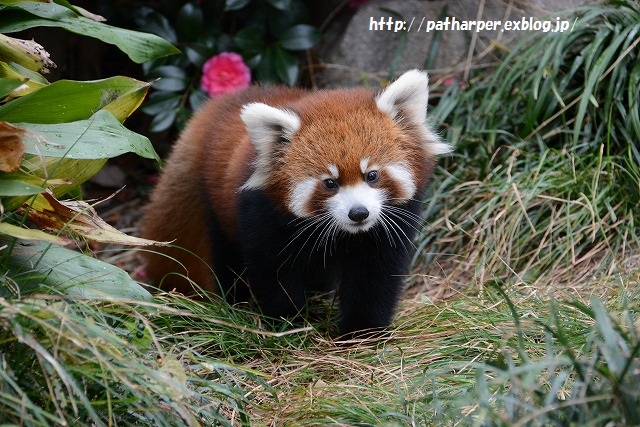 ２０１５年１１月　王子動物園２　その１　初めましてティアラ_a0052986_2374062.jpg