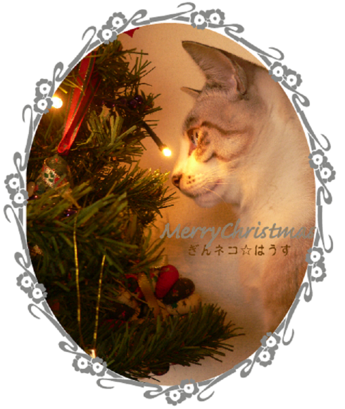 ぎんネコ☆はうすからのChristmasカード_a0333195_11231470.png