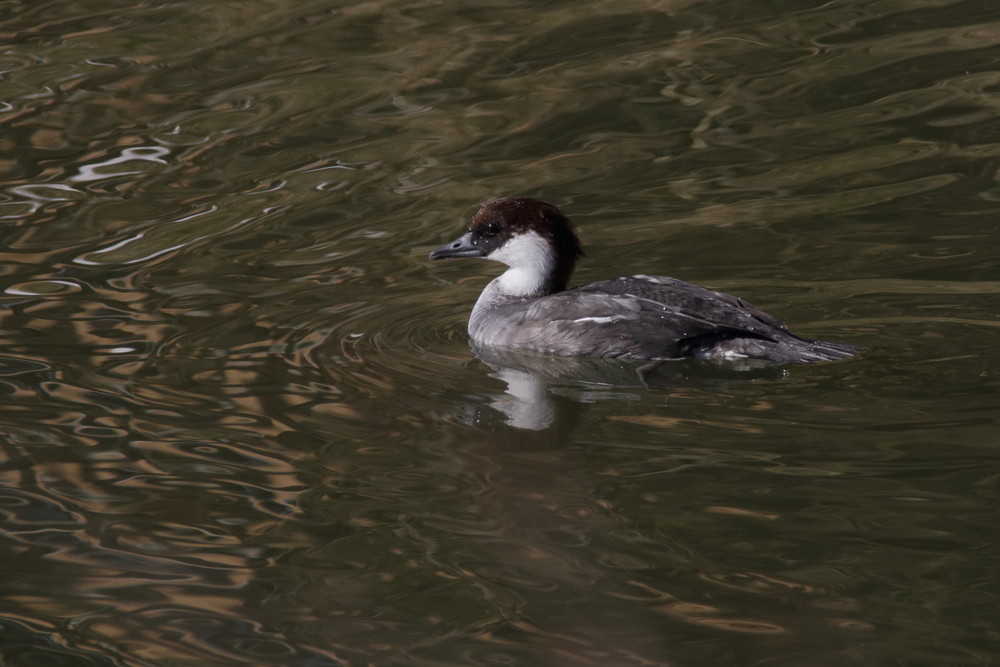 池のカモ（2015年12月24日）_f0235311_21501984.jpg