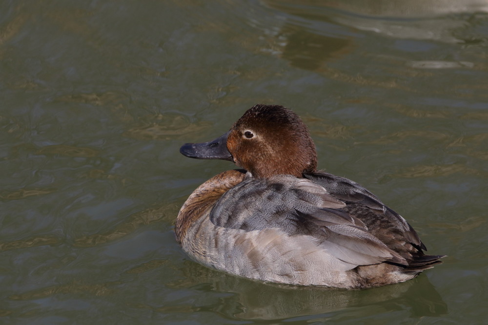 池のカモ（2015年12月24日）_f0235311_21533962.jpg