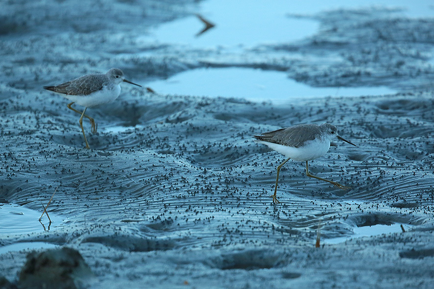 干潟の鳥（朝の部）～　シギ、チドリ、ユリカモメ_b0315912_22534966.jpg