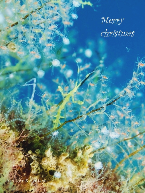 ブログコラボ企画◆クリスマス_c0211615_18322957.jpg
