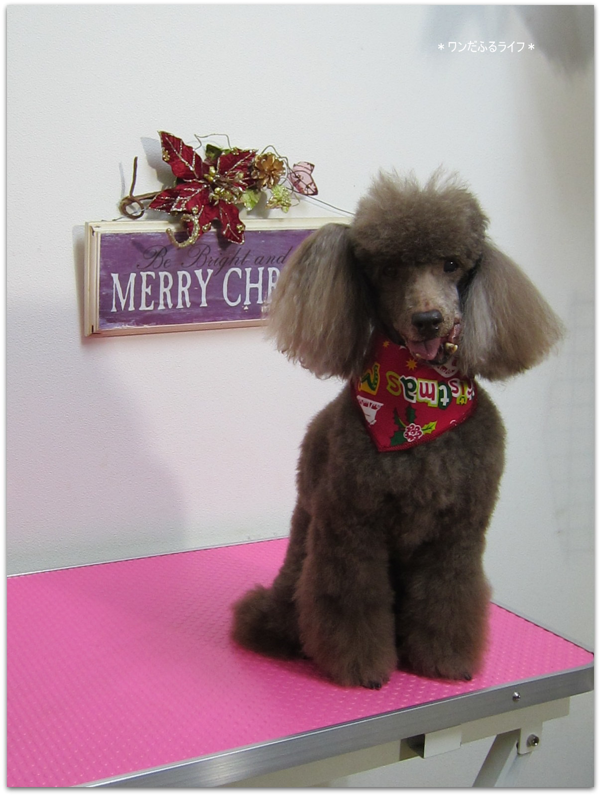 * メリークリスマス!! *_d0317115_227188.jpg
