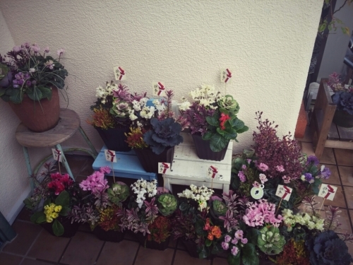お正月寄せ植え販売_e0086738_17424559.jpg
