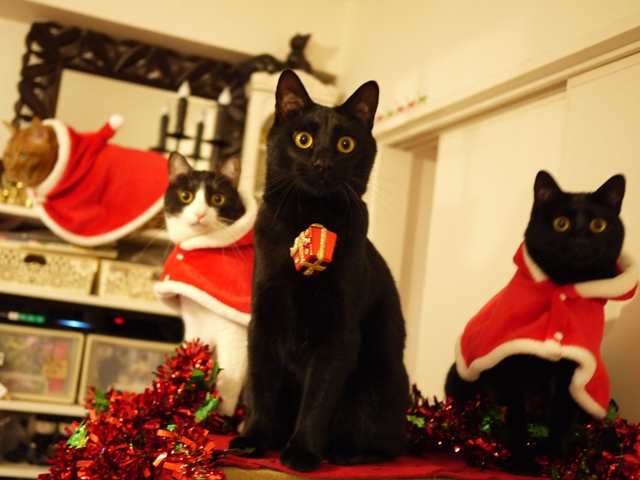 クリスマスイヴ猫 しぇるぎゃぉすてぃぁらみるきぃ編。_a0143140_1620412.jpg