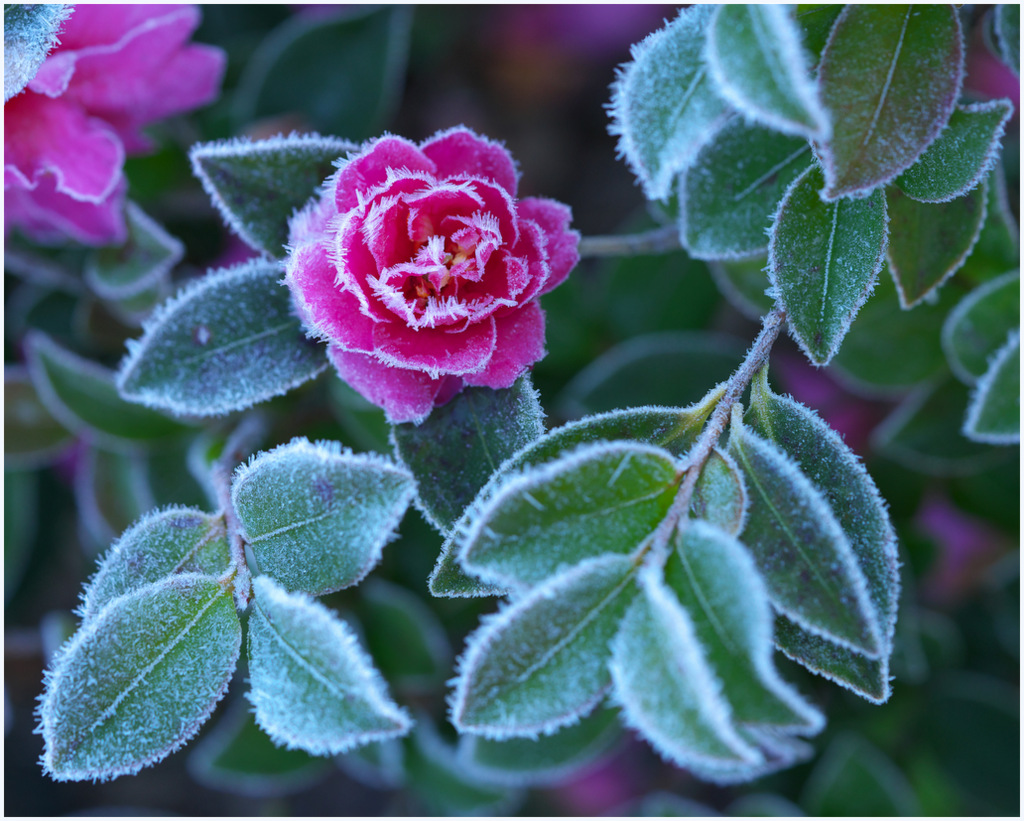 今年も霜山茶花_b0147449_23411323.jpg