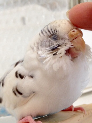 セキセイインコのくちばしの付け根 ふふふな毎日