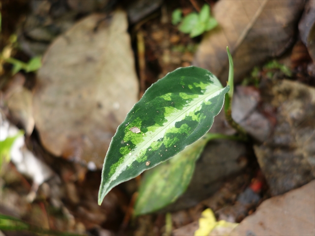 Aglaonema pictum\"Kabuki Multi\"SG from Sibolga timur【AZ0315-2a】_a0067578_854179.jpg