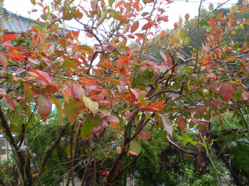 a0135990_2158567.jpg