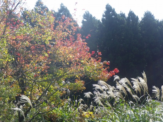f0187402_20202515.jpg