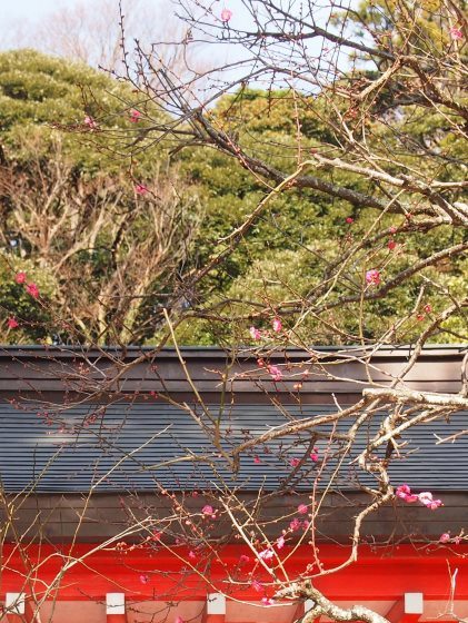 荏柄天神社の寒紅梅が咲き始めました！(2015.12.25)_e0245404_1914455.jpg