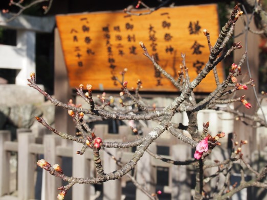 鎌倉宮鳥居前の河津桜(2015.12.25)_e0245404_19543428.jpg