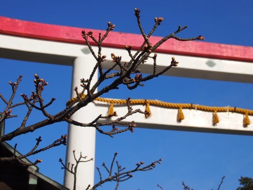 鎌倉宮鳥居前の河津桜(2015.12.25)_e0245404_19545955.jpg