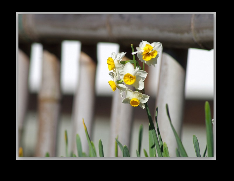 Daffodil_d0147812_2052155.jpg