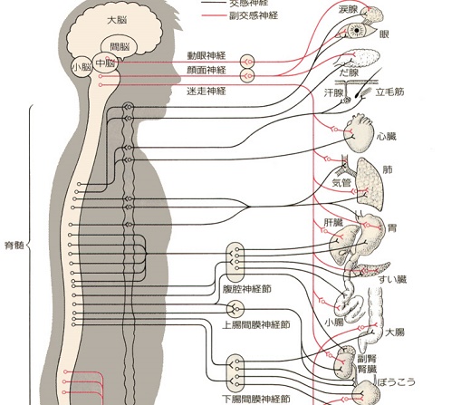 首を痛めてぎっくり腰_e0097212_183265.jpg