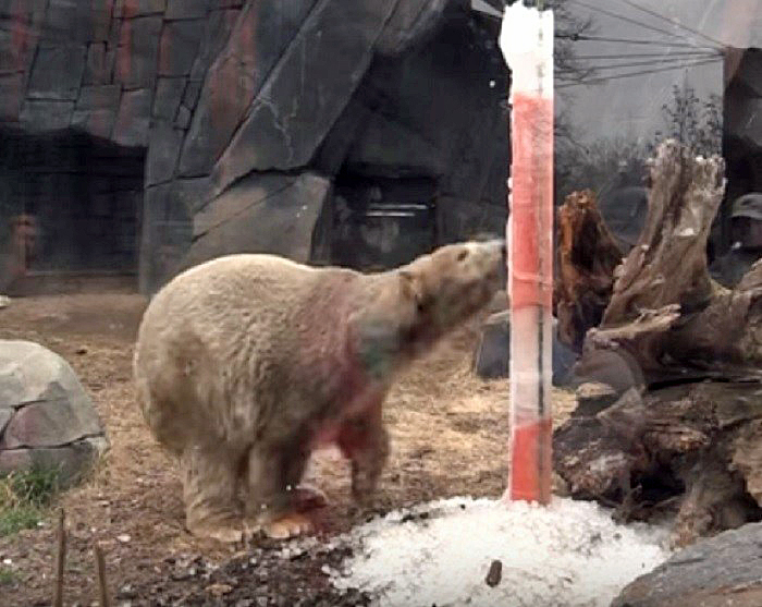 アメリカ・セントルイス動物園へ移動した野生孤児カリーの近況 ~ 野生出身個体のパートナー選定_a0151913_2155812.jpg