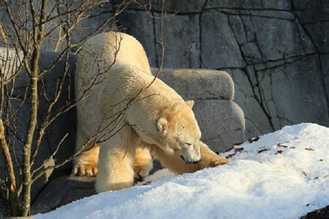 デンマーク・コペンハーゲン動物園のボリスに2.5トンの雪のプレゼント_a0151913_23305030.jpg