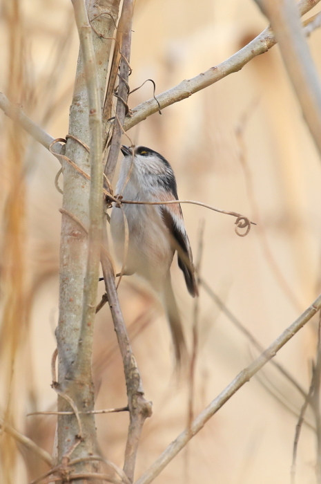 鳥見納め_d0262018_18133626.jpg