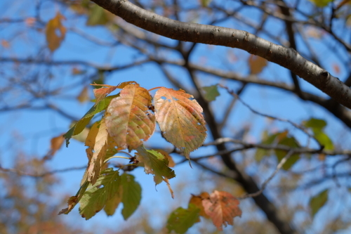 またまた花。少し紅葉。_e0349124_12311121.jpg