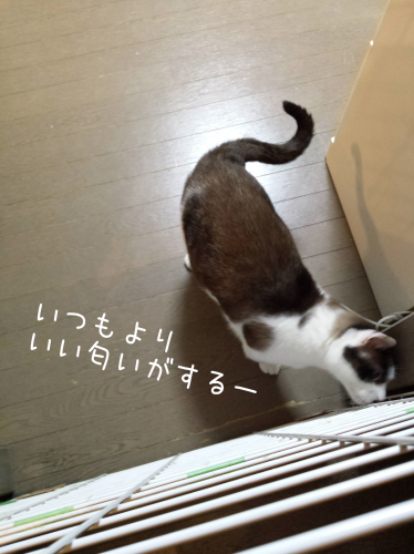 c0342535_14062042.png