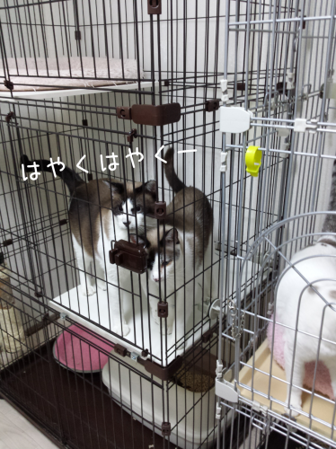 c0342535_14100871.png