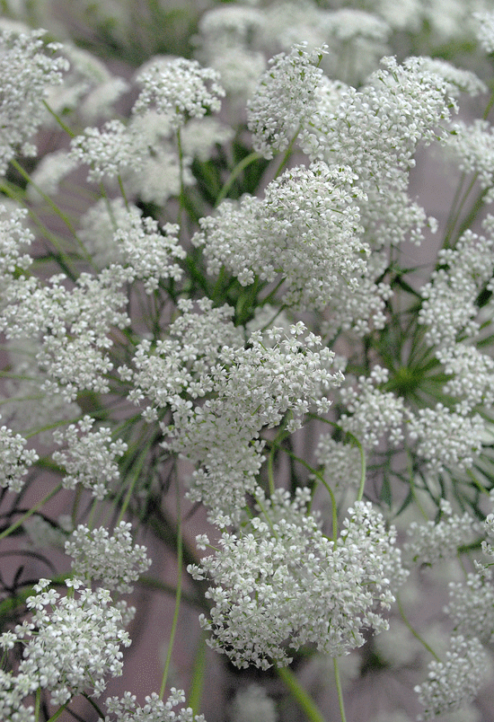 a0001354_22554147.gif