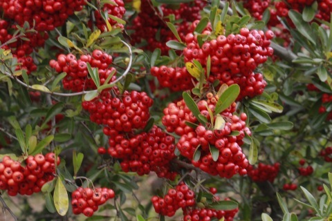 a0248459_15591814.jpg