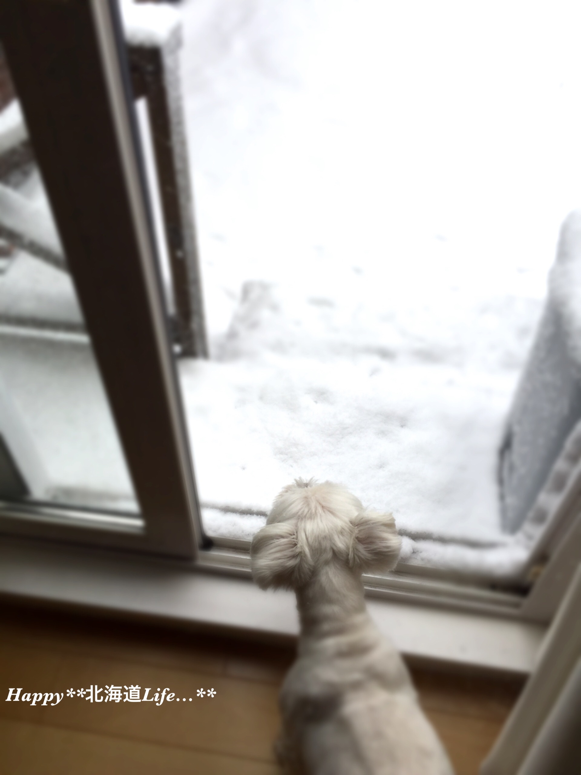 a0337860_22385616.jpeg