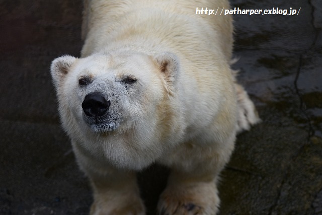 ２０１５年　動物園めぐり総括_a0052986_2250816.jpg