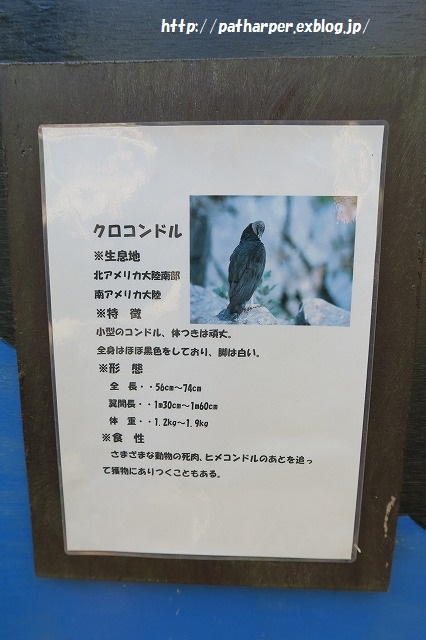 ２０１５年１１月　とくしま動物園　その１　いまいち乗り気でないポロロ_a0052986_23583457.jpg