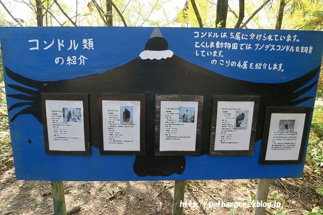 ２０１５年１１月　とくしま動物園　その１　いまいち乗り気でないポロロ_a0052986_2358685.jpg