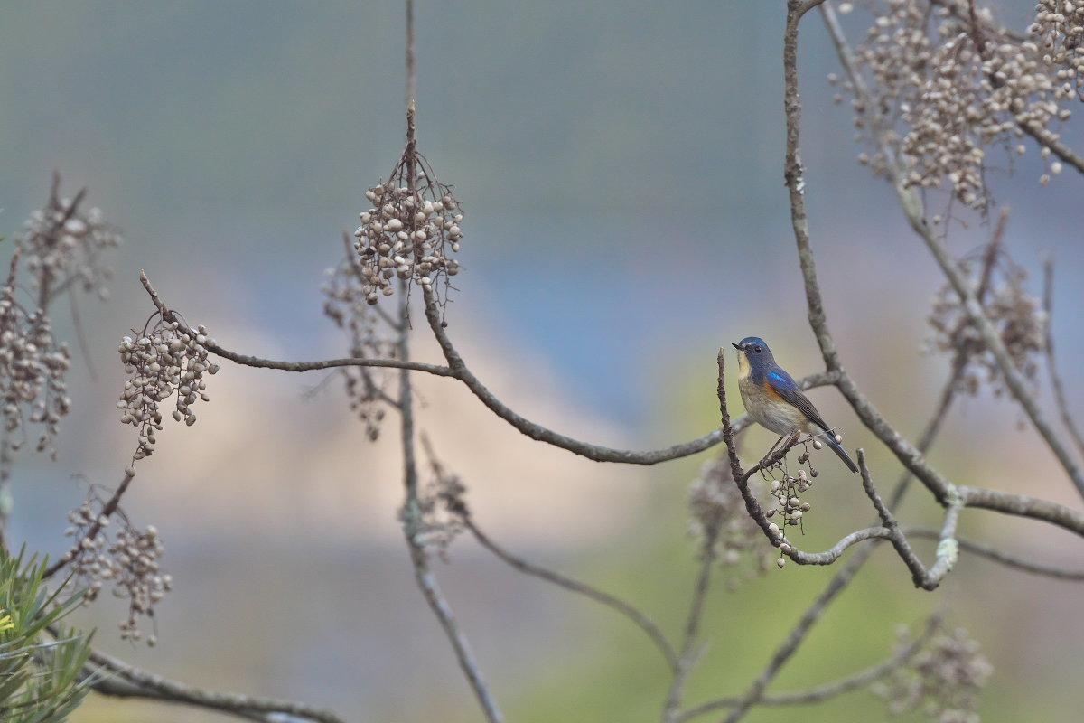 青い鳥の行方・・・。_c0081492_17111162.jpg