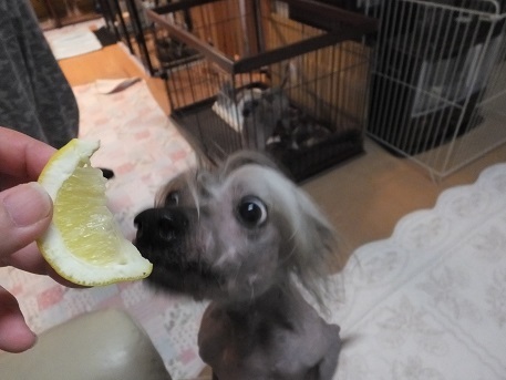 レモンはお好き Nuku 毎日笑顔 裸犬 温 真珠 絆愛