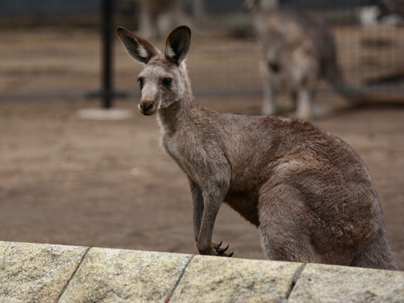 カンガルー達_a0164204_11422498.jpg