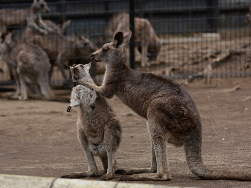 カンガルー達_a0164204_11440374.jpg