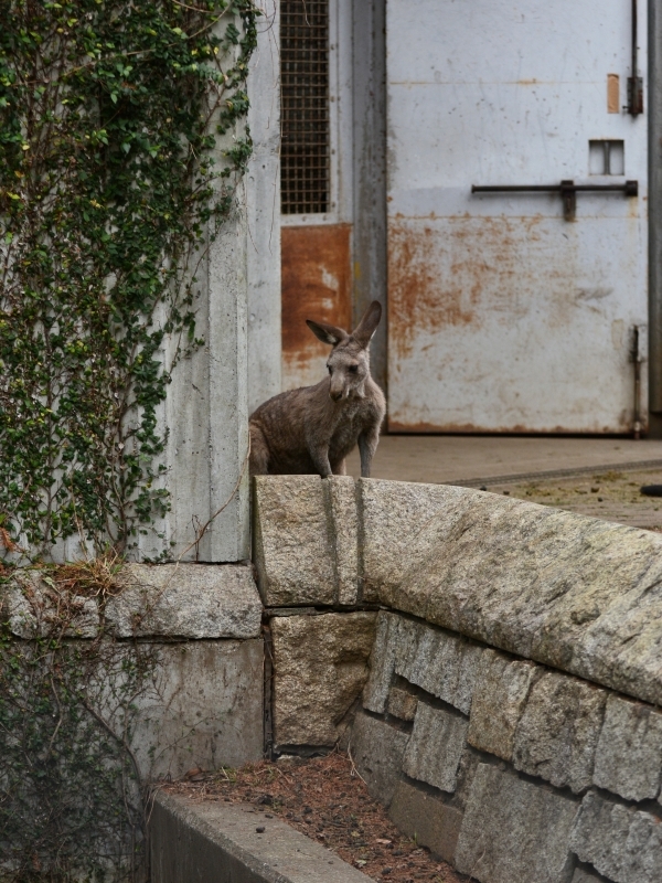 カンガルー達_a0164204_11455927.jpg