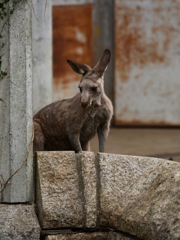 カンガルー達_a0164204_11462713.jpg