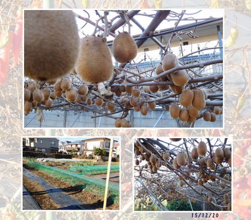 年の瀬 (X’masイブ)(孫とskype)(キウイ)(孫のピアノ)_c0051105_2032291.jpg