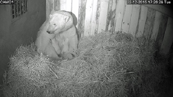 ロシア連邦ウドムルト共和国のイジェフスク動物園でホッキョクグマの双子の赤ちゃん誕生!_a0151913_3203576.jpg