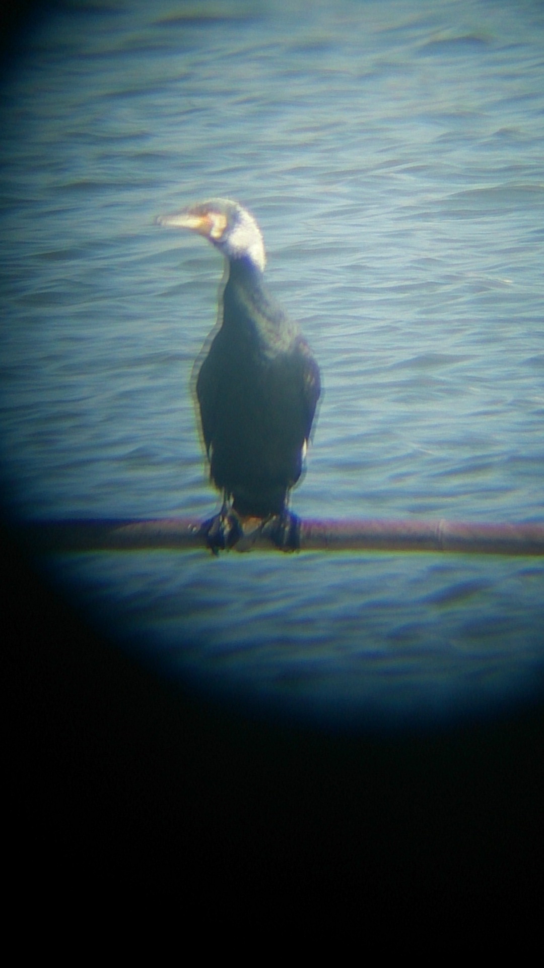 千葉県行徳野鳥観察舎_f0156117_20255711.jpg