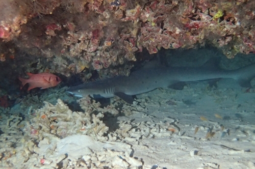 今年最後の水納島？_b0158923_19510243.jpg