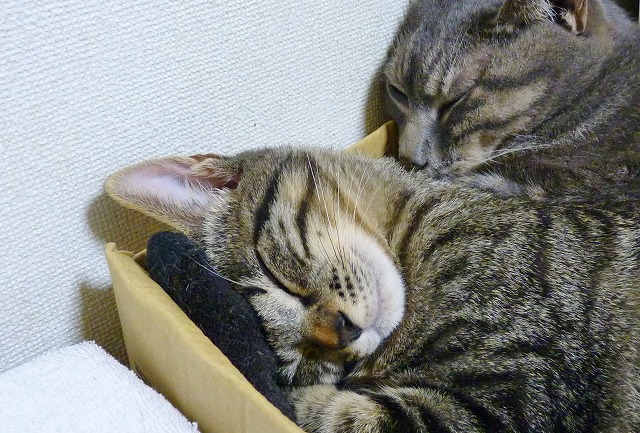 大人な対応♪ _b0166128_11391492.jpg